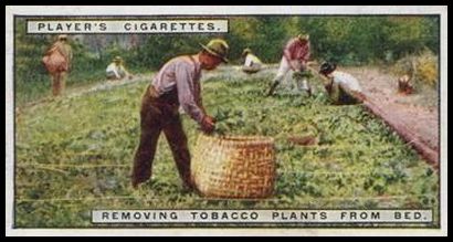 3 Removing Tobacco Plants from Bed